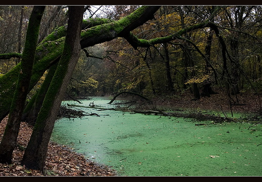 Sátoraljaújhely, Longi erdő