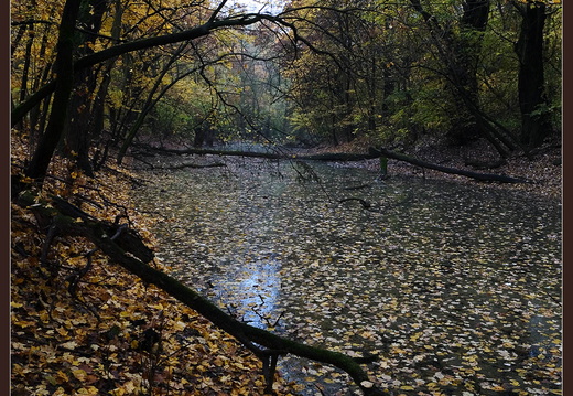 Sátoraljaújhely, Longi erdő