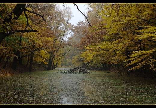 Sátoraljaújhely, Longi erdő