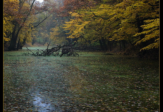 Sátoraljaújhely, Long-erdő