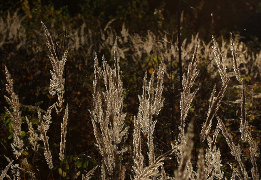 CRW 11012-1