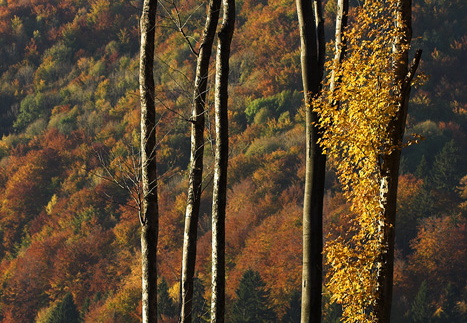 CRW 11014-1