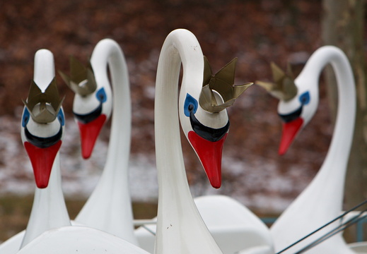 Hattyú-királyfik a Vidám Parkban