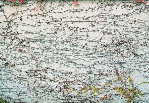 10 - Botanical garden