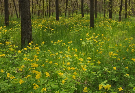 Mikepércs környéke