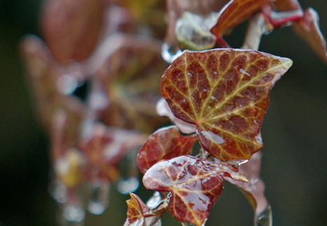 Jeges borostyánok a kertünkben