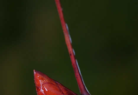 Jeges gesztenye rügy a kertünkben