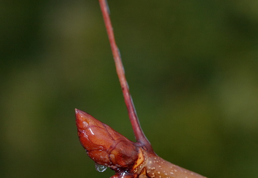 Jeges gesztenye rügy a kertünkben