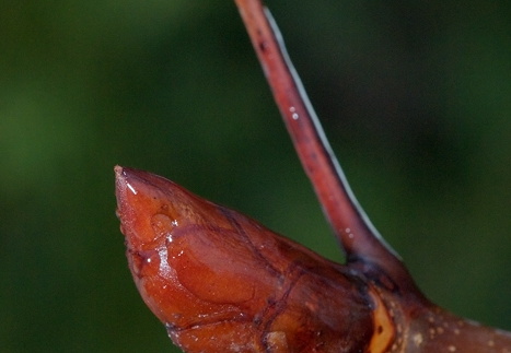 Jeges gesztenye rügy a kertünkben