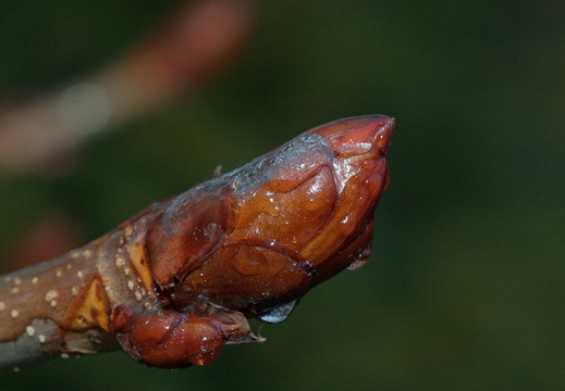 Jeges gesztenye rügy a kertünkben