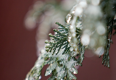 Jég fagyott a kertünkben a hamisciprusokra