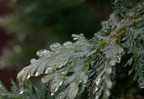 Jég fagyott a kertünkben a hamisciprusokra