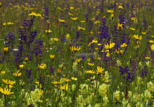 Cifra-Kalotaszeg (Nádasmente)