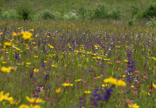 Cifra-Kalotaszeg (Nádasmente)