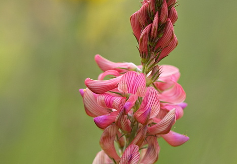 Cifra-Kalotaszeg (Nádasmente)