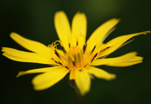 Cifra-Kalotaszeg (Nádasmente)