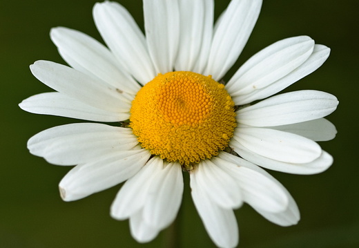 Cifra-Kalotaszeg (Nádasmente)