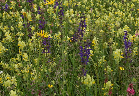 Cifra-Kalotaszeg (Nádasmente)