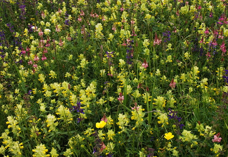 Cifra-Kalotaszeg (Nádasmente)