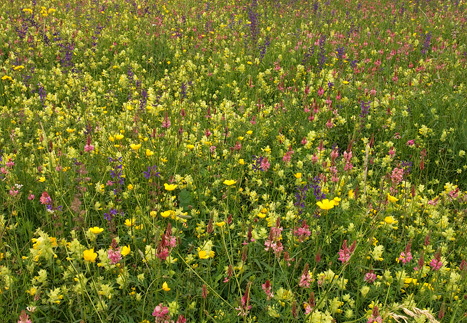 Cifra-Kalotaszeg (Nádasmente)