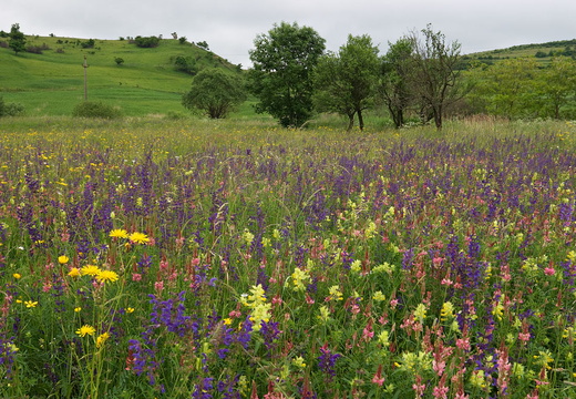 Cifra-Kalotaszeg (Nádasmente)