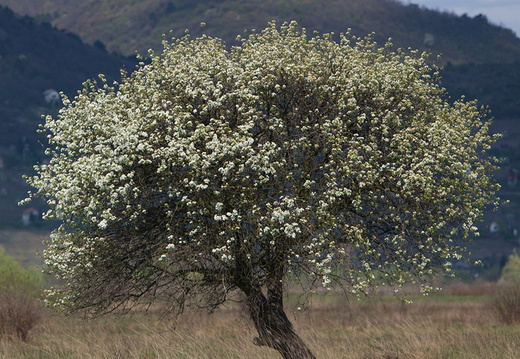CRW 27961