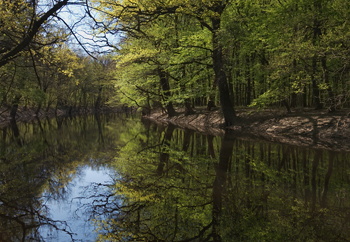 longi erdo pano2