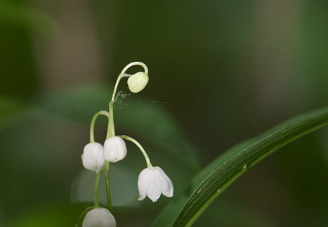CRW 29679