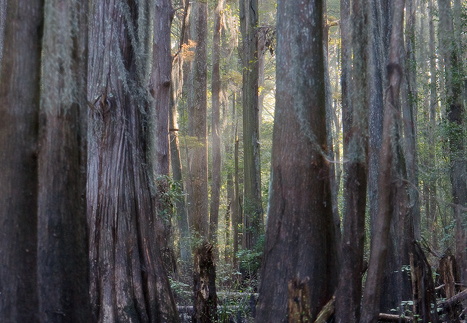 Caddo Lake