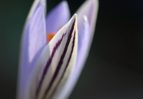 Tarka sáfrány / Crocus reticulatus