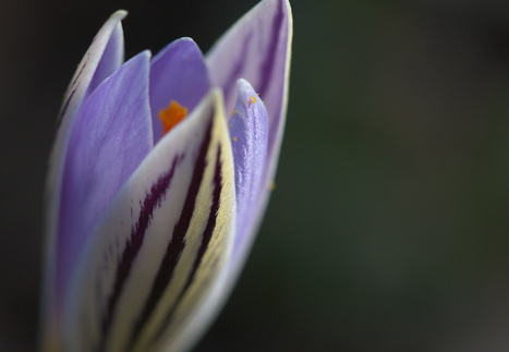 Tarka sáfrány / Crocus reticulatus