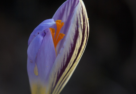 Tarka sáfrány / Crocus reticulatus