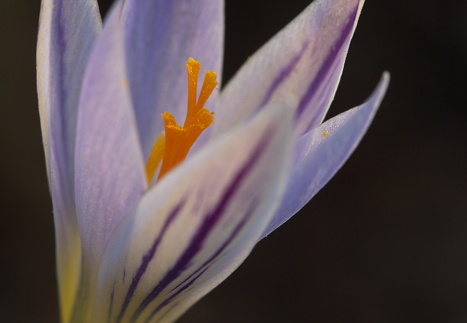 Tarka sáfrány / Crocus reticulatus