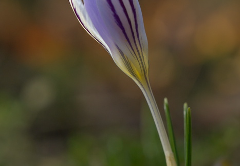 Tarka sáfrány / Crocus reticulatus