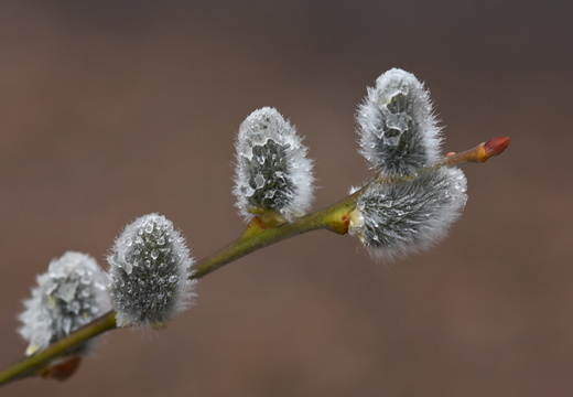  MG 06408
