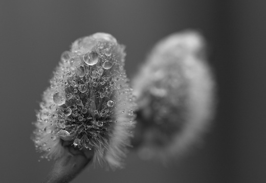  MG 06409