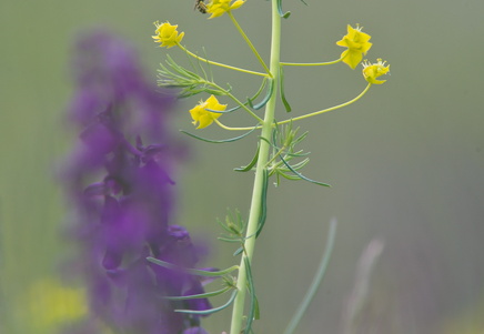  MG 07649