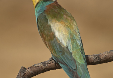 Chronology/Időrendben