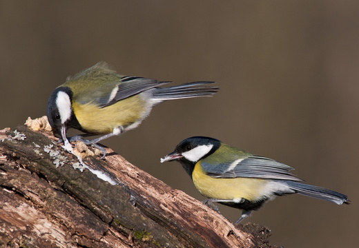  MG 43233