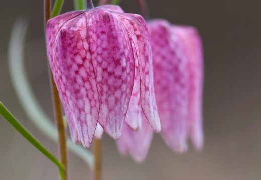 Watson Studio Gallery, US