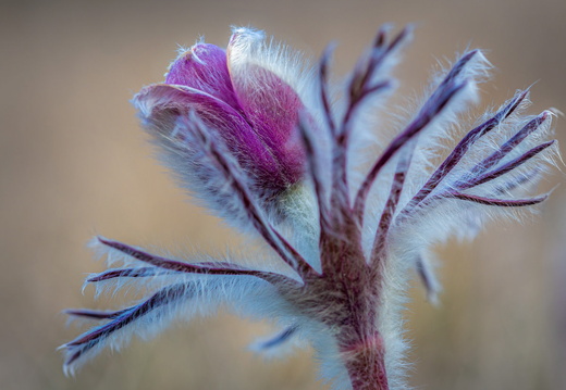 Illes Gabor Kokorcsin